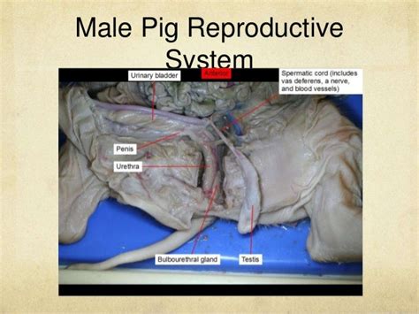 Fetal Pig Dissection Ab4