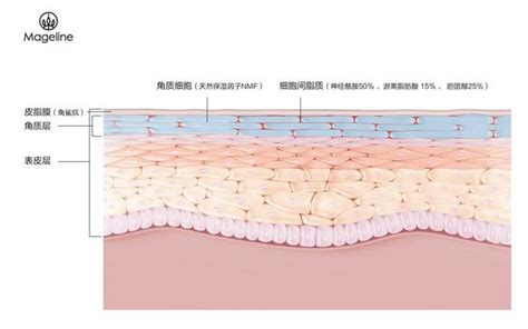 麦吉丽护肤课堂丨如何养出厚脸皮？ 知乎