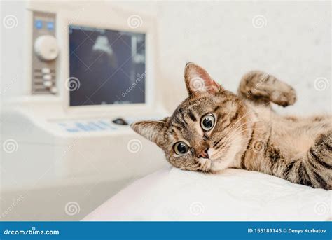 Cat on ultrasound scan stock image. Image of expertise - 155189145