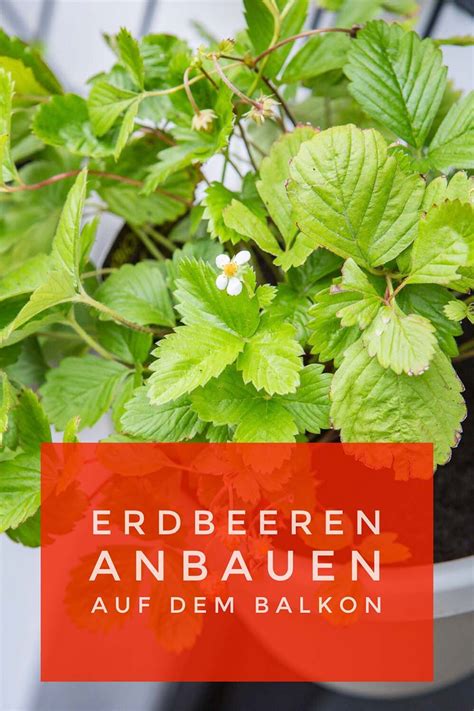 Erdbeeren Auf Dem Balkon Tipps Für Eine Reiche Ernte Erdbeeren