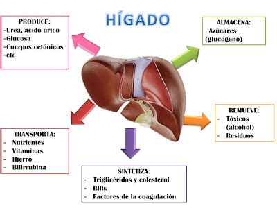 El hígado Escuelapedia Recursos EducativosEscuelapedia Recursos