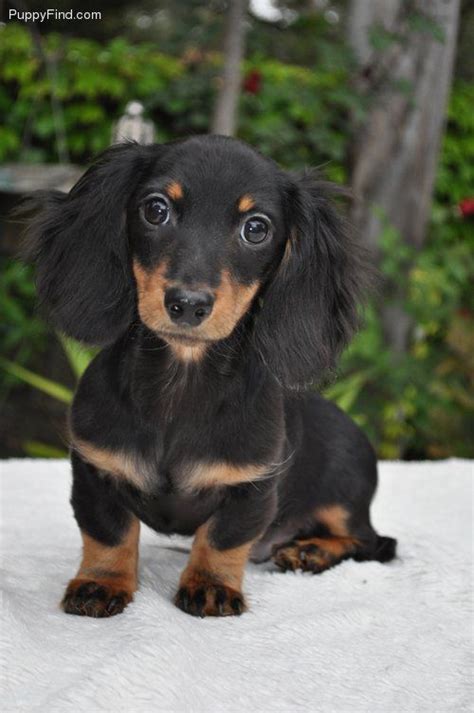 Miniature Dachshund Black And Tan Puppies