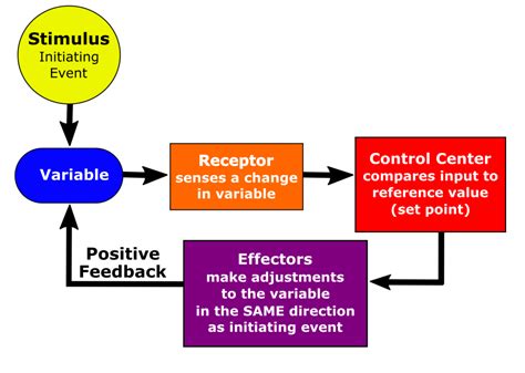 Homeostasis And The Human Body Human Biology