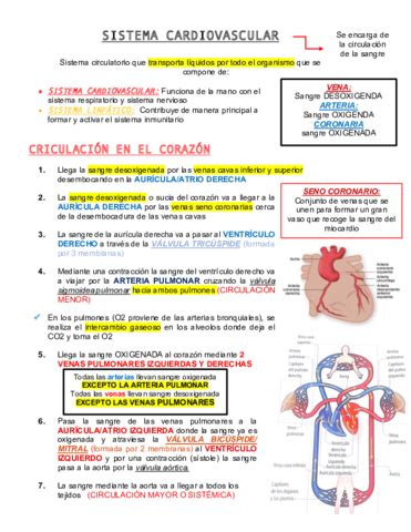 SISTEMA CARDIOVASCULAR Pdf