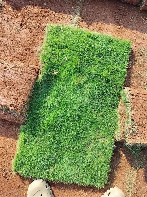 Green Round Natural Nilgiri Grass For Garden Feet At Rs Sq Ft In