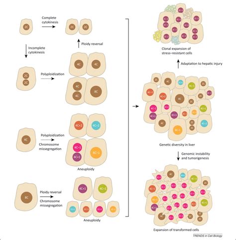 Physiological Significance Of Polyploidization In Mammalian Cells