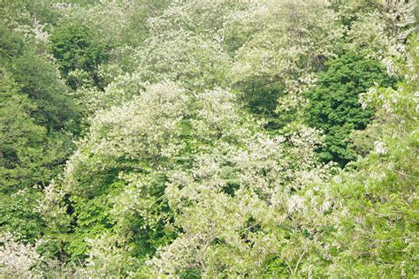 アカシアはちみつセット（800g×1個 420g×1個）アカシア蜂蜜 秋田県 小坂町 - 秋田県小坂町｜ふるさとチョイス - ふるさと納税サイト