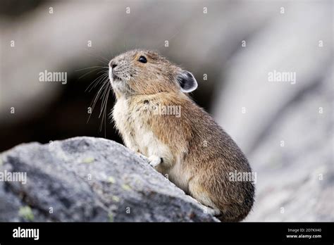 American Pika Ochotona Princeps Sitting On Boulder Mount Rainier