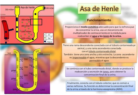 BLOG DE FISIOLOGÍA MEDICA UAS BRIANDA LÓPEZ 4 7 Asa de Henle