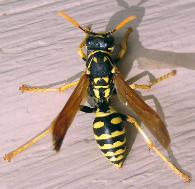 Paper Wasps - Knowledge Base LookSeek.com