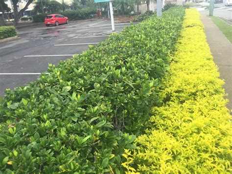 Gardenia Florida 300mm pot | Hedging & Screening