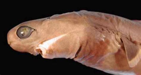 The Cookiecutter Shark 13 Facts: Habitat ,Feeding & Behavior - SharkSider