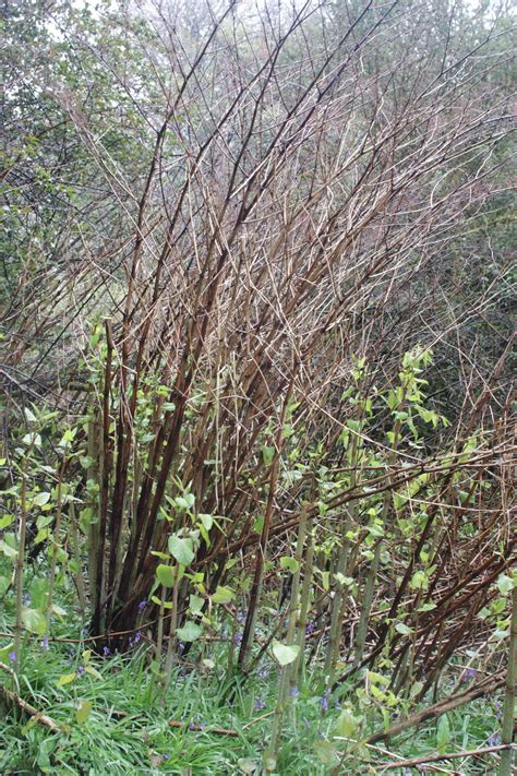 Japanese Knotweed The Fumbally