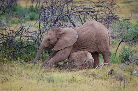 Elephant scratches his stomach on a stone in the steppe in Africa free