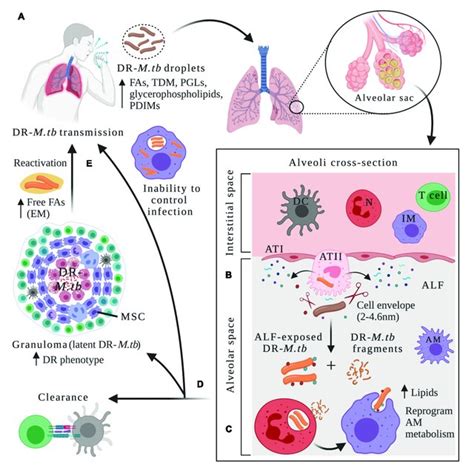 PDF Evolution Of Drug Resistant Mycobacterium Tuberculosis Strains