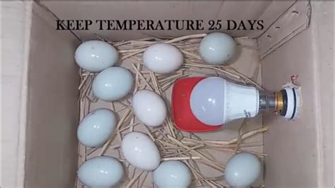 Home Made Egg Incubator Very Easily How To Make An Incubator Chicken Eggs Youtube