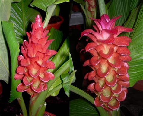 62 best images about Curcuma on Pinterest | Multimedia, Ginger flower ...