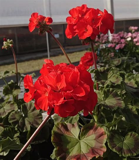 Géranium vivace comment les protéger en automne pour de belles fleurs