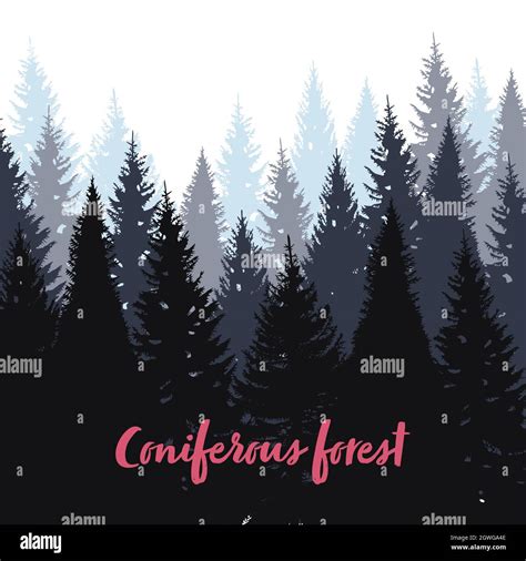 Coniferous forest background. Evergreen landscape of Pine, spruce ...