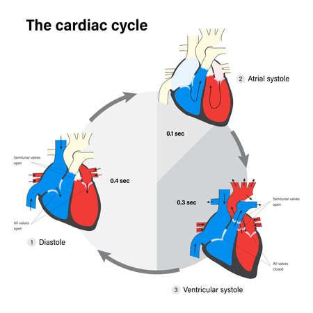 Vector Of The Cardiac Cycle Human Heart Id Royalty Free