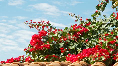 Como Fazer Muda De Primavera Bougainvillea M Todos