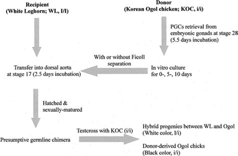 Improved Germline Transmission In Chicken Chimeras Produced By