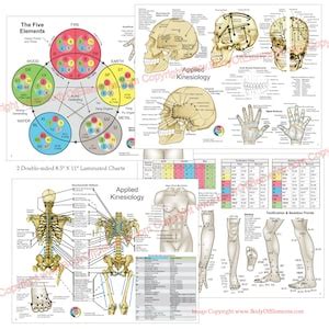 Applied Kinesiology Chart Set X Meridian Points Chiropractic