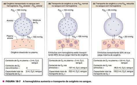 Qual O Componente Do Sangue Responsável Pelo Transporte De Oxigênio