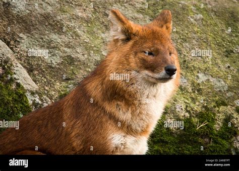 El Dhole Do L Cuon Alpinus Es Un Canid Nativo De Asia Central Del