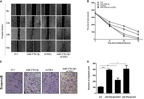 Frontiers MiR 378a 5p Regulates Proliferation And Migration In