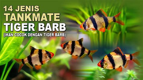 Tankmate Tiger Barb Ikan Sumatra Youtube