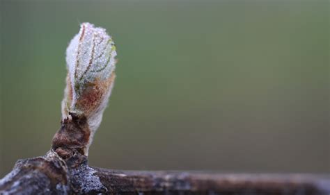 Grape Buds Pictures Bud Burst In The Vineyards Jordan Winery