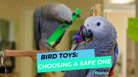 Bird Toys Choosing A Safe One Alexs Bird Kingdom