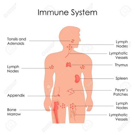 Immune System Nursing, Weak Immune System, Nclex, Lymphatic System ...