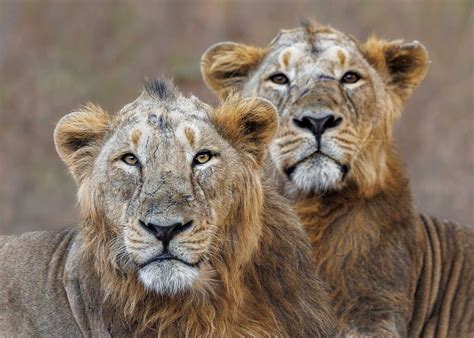 10 Things You Need To Know About Asiatic Lions Nature Infocus