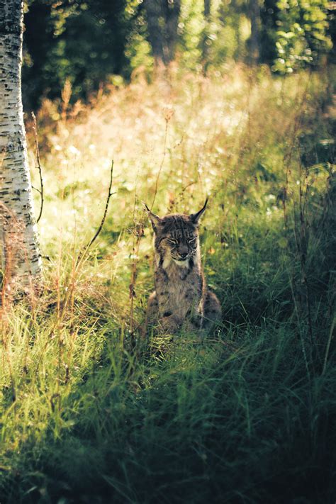 A Lynx chilling in North Norway [3456 × 5184] [OC] : r/ImagesOfNorway