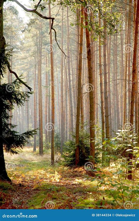 Southern Poland s forests stock photo. Image of country - 38144334