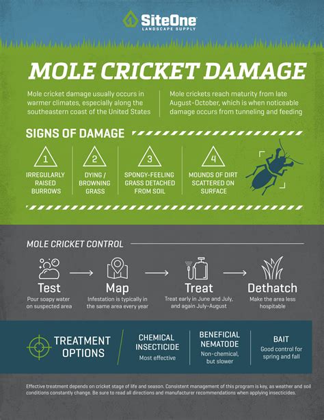 Mole Cricket Damage and Control