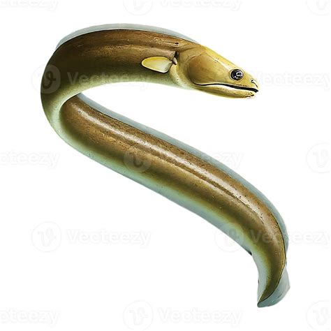 Murena Eel On Transparent Background Highly Detailed 46823240 Png