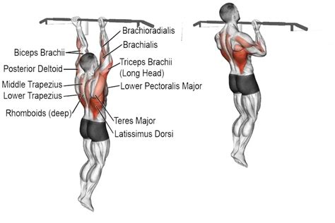 Pull Ups Vs Chin Ups The Ultimate Comparison