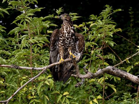 European Honey Buzzard Bird Facts (Pernis apivorus) | Bird Fact