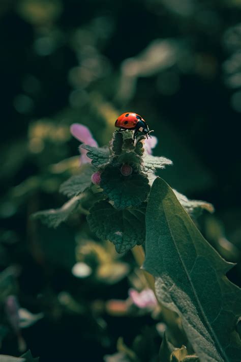 Coccinelle Scarab E Insecte Photo Gratuite Sur Pixabay Pixabay