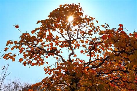 Come Curare Il Bonsai Di Mirto Mondo Bonsai