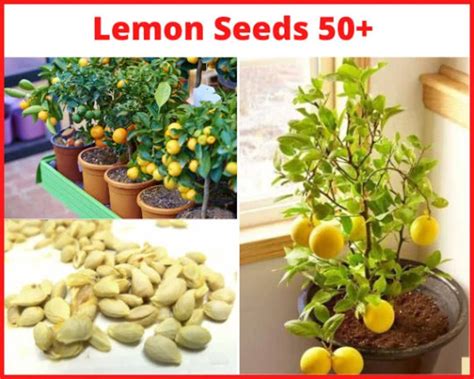 Lemon Seeds Bonsai Lemon Tree Seeds Lemon Tree Seeds Yellow Fruit Seeds