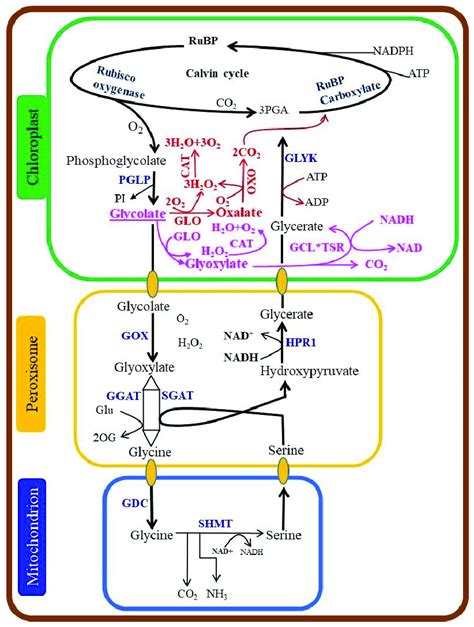 Photorespiratory Pathway Involving Three Organelles I E Chloroplast