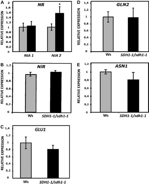 Expression Of Genes In The Nitrate Assimilation Pathway Transcript Download Scientific Diagram