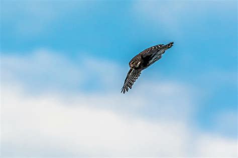 Owl Flying Photos, Download The BEST Free Owl Flying Stock Photos & HD ...