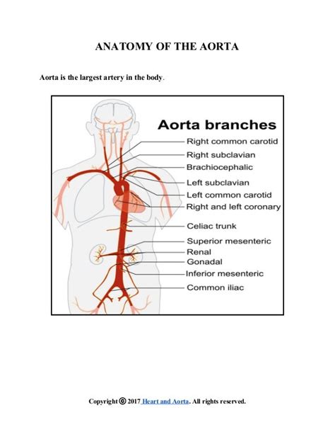 Anatomy of the aorta