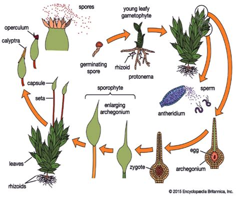 Life Free Full Text Gravi Sensitivity Of Mosses And Their Gravity