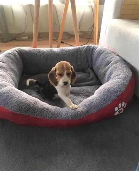 Бигъл - ЗОО 101 любимци - Внос на куче от Сърбия, Внос по поръчка на ...